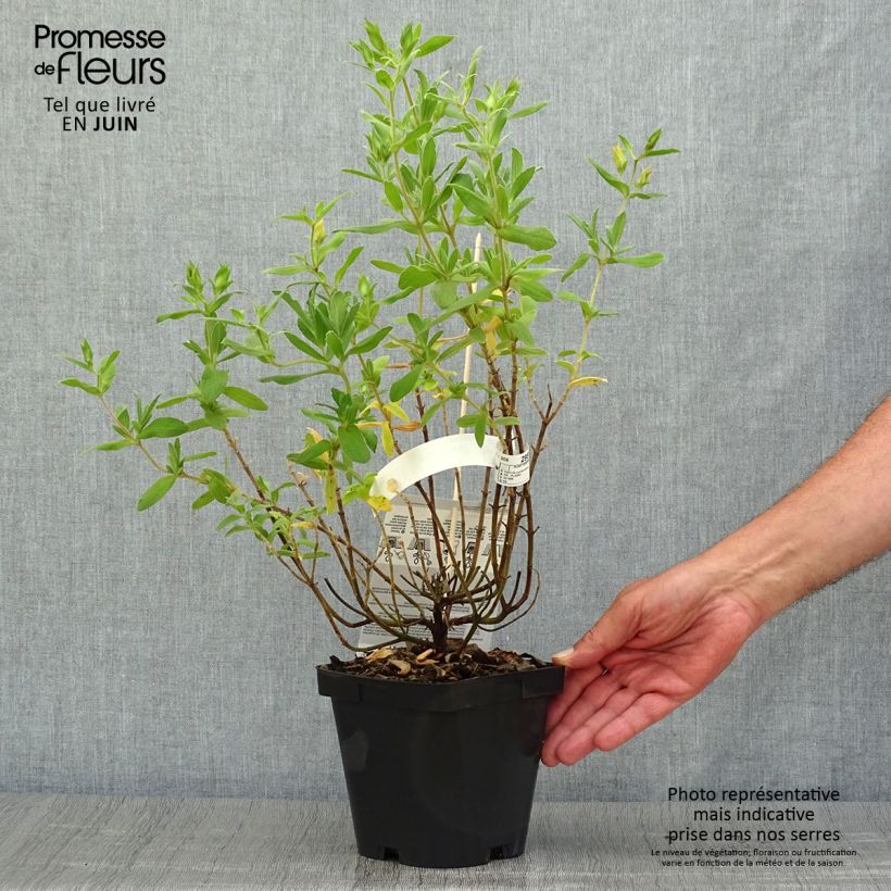 Amostra de Cistus pulverulentus Sunset Vaso de 2 L/3 L tal como entregue no verão