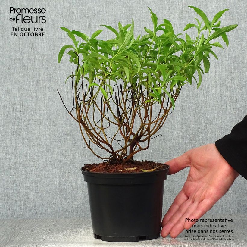 Amostra de Cistus purpureus Betty Taudevin Vaso de 2 L/3 L tal como entregue no outono