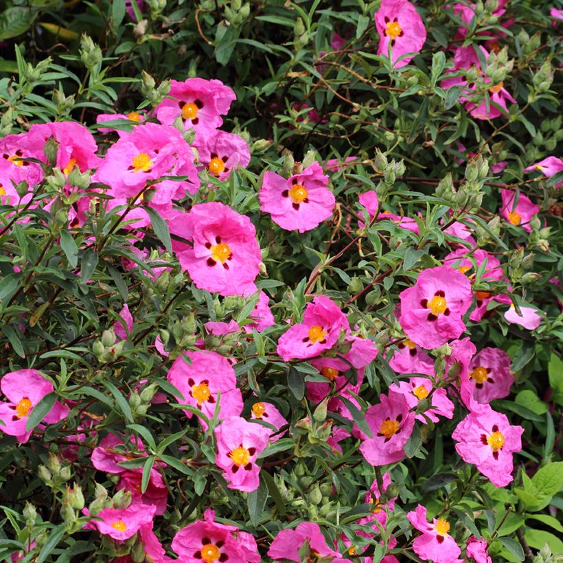Cistus purpureus (Floração)