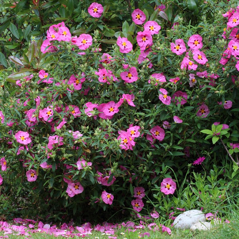 Cistus purpureus (Hábito)