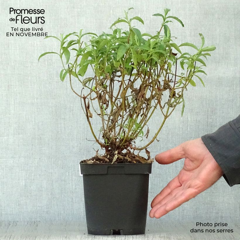 Amostra de Cistus purpureus Vaso de 2 L/3 L tal como entregue no outono