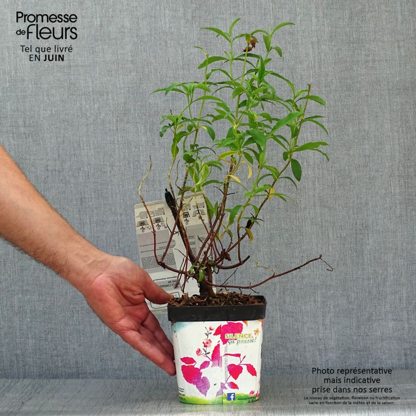 Amostra de Cistus purpureus Vaso de 2 L/3 L tal como entregue no verão