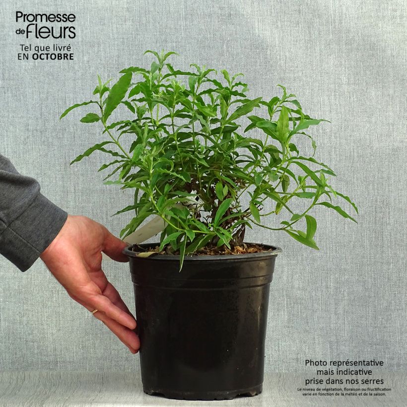 Amostra de Cistus purpureus Vaso de 4 L/5 L tal como entregue no outono