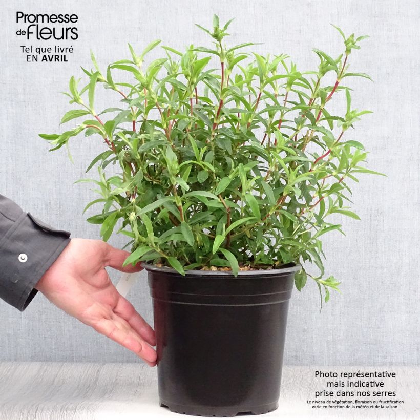 Amostra de Cistus purpureus Vaso de 4 L/5 L tal como entregue na primavera