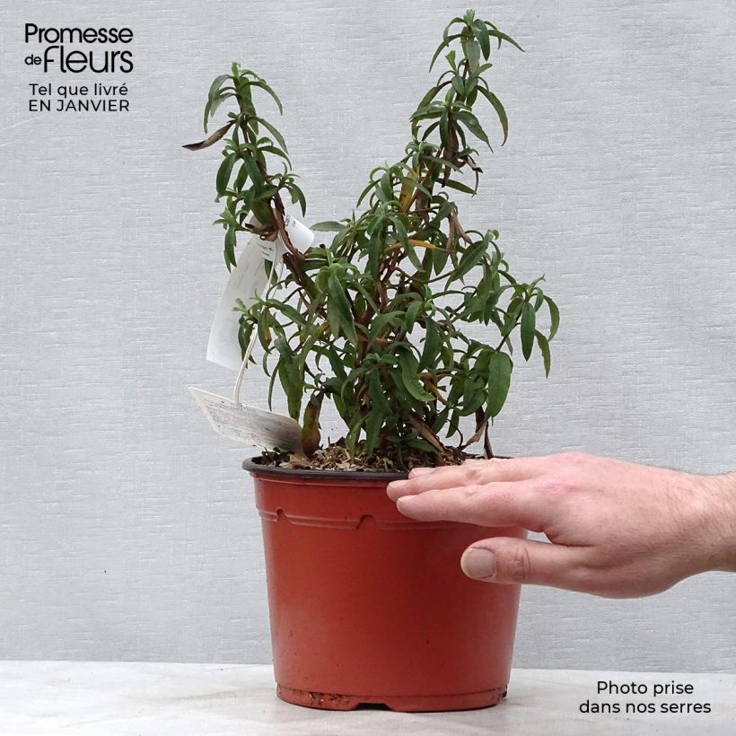 Amostra de Cistus purpureus - Ciste pourpre Vaso de 2 L/3 L tal como entregue no inverno