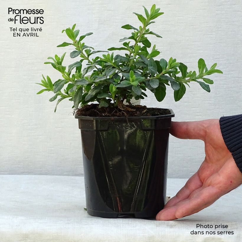 Amostra de Cistus salviifolius Vaso de 2 L/3 L tal como entregue na primavera