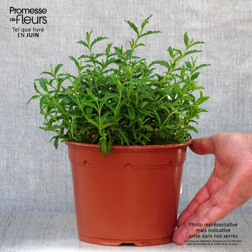 Amostra de Cistus salviifolius Vaso de 2 L/3 L tal como entregue no verão
