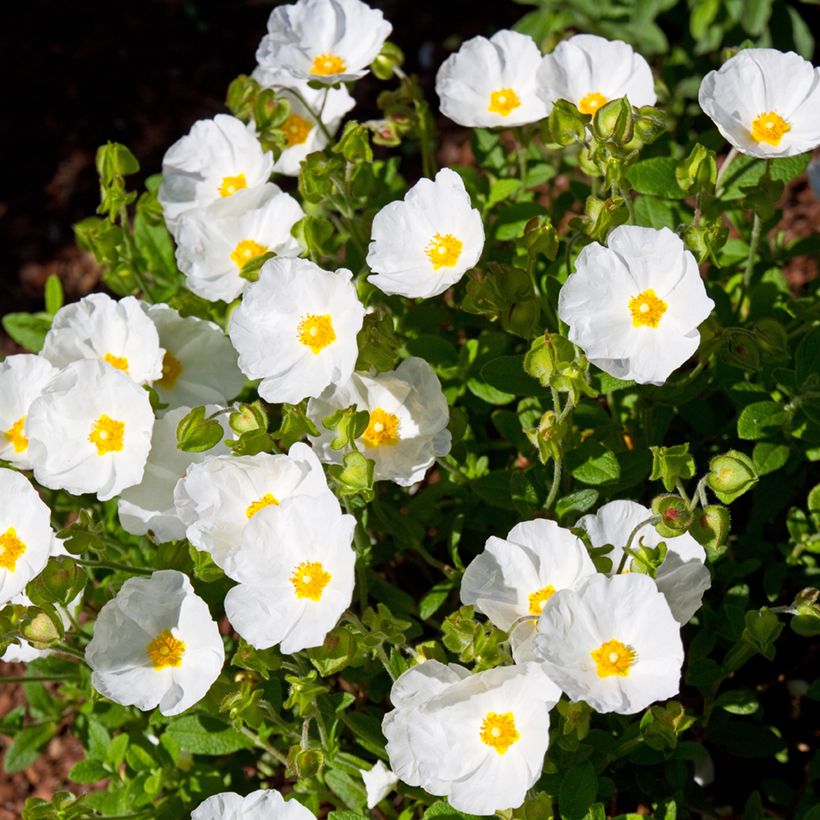 Cistus salviifolius (Hábito)