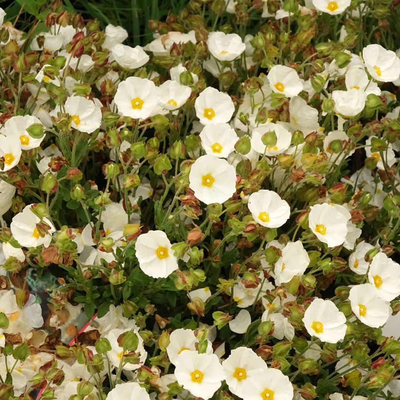 Cistus salviifolius (Floração)