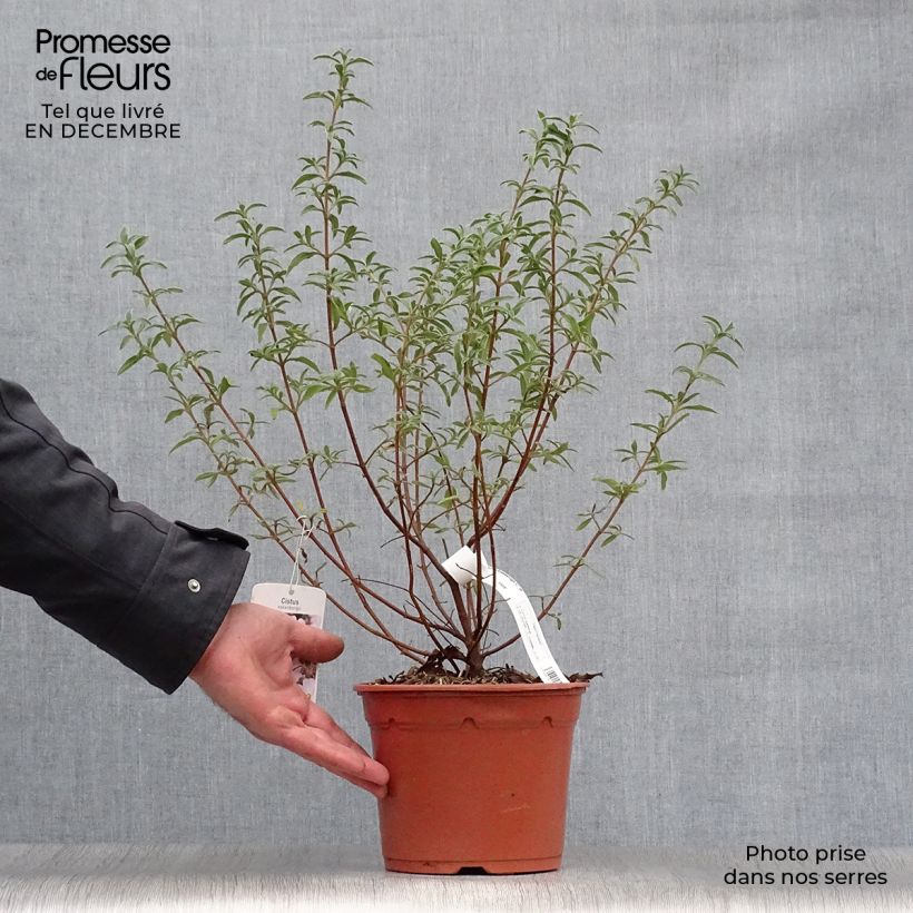 Amostra de Cistus skanbergii - Ciste Vaso de 2 L/3 L tal como entregue no inverno