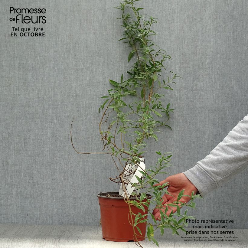 Amostra de Cistus skanbergii Vaso de 2 L/3 L tal como entregue no outono