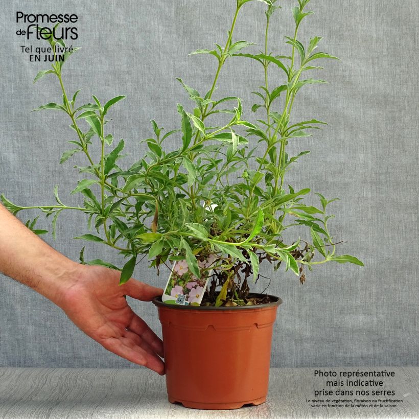 Amostra de Cistus skanbergii Vaso de 2 L/3 L tal como entregue no verão