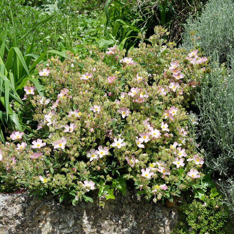 Cistus Grayswood Rosa (Hábito)