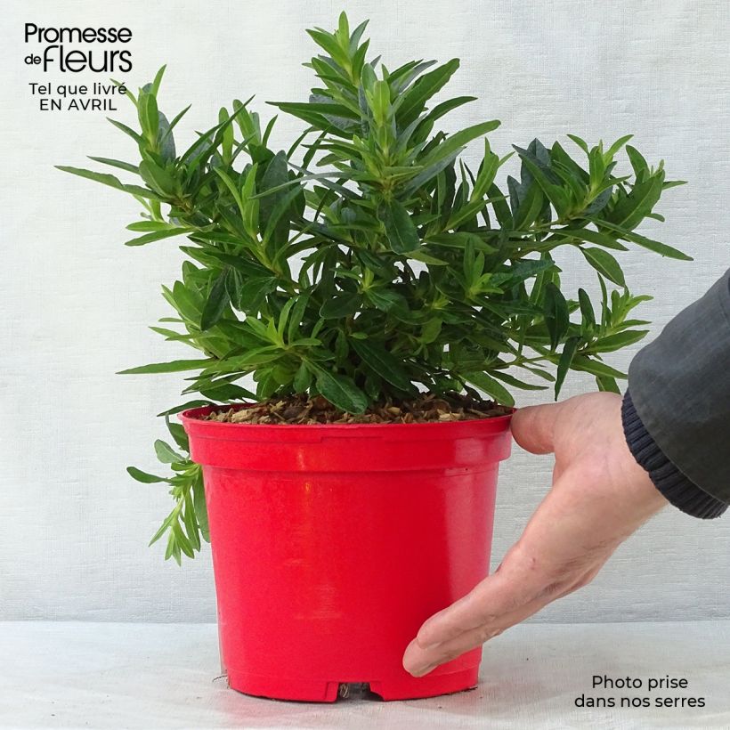 Amostra de Cistus (x) loretii Vaso de 2 L/3 L tal como entregue na primavera