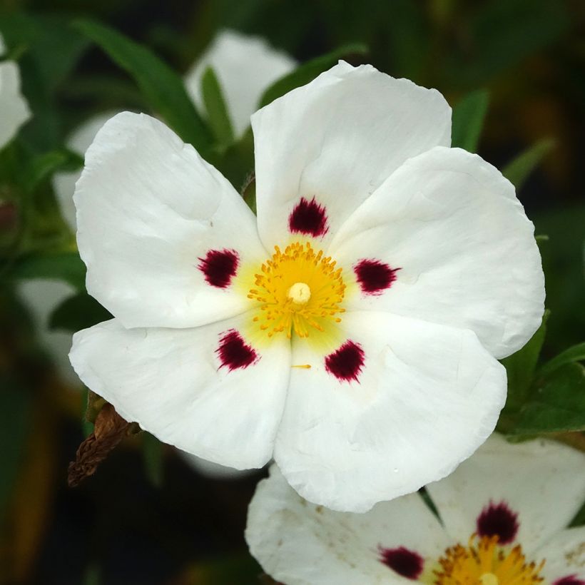 Cistus (x) loretii (Floração)