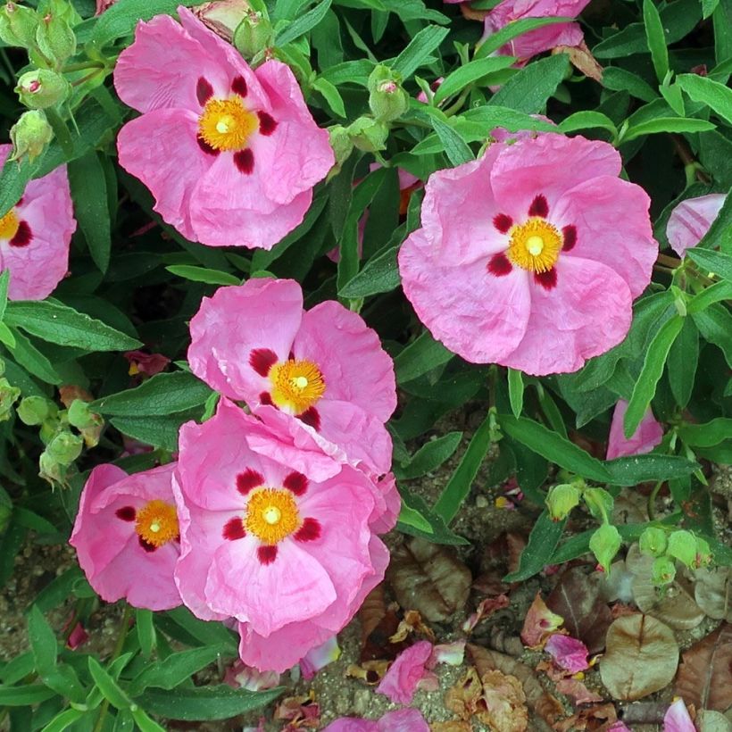 Cistus purpureus Betty Taudevin (Floração)
