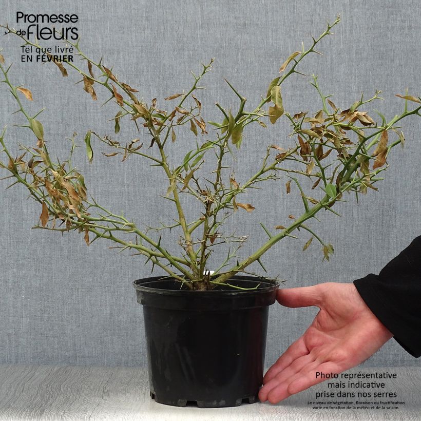 Amostra de Citron caviar - Microcitrus australasica Vaso de 2 L/3 L, Tufo tal como entregue no inverno