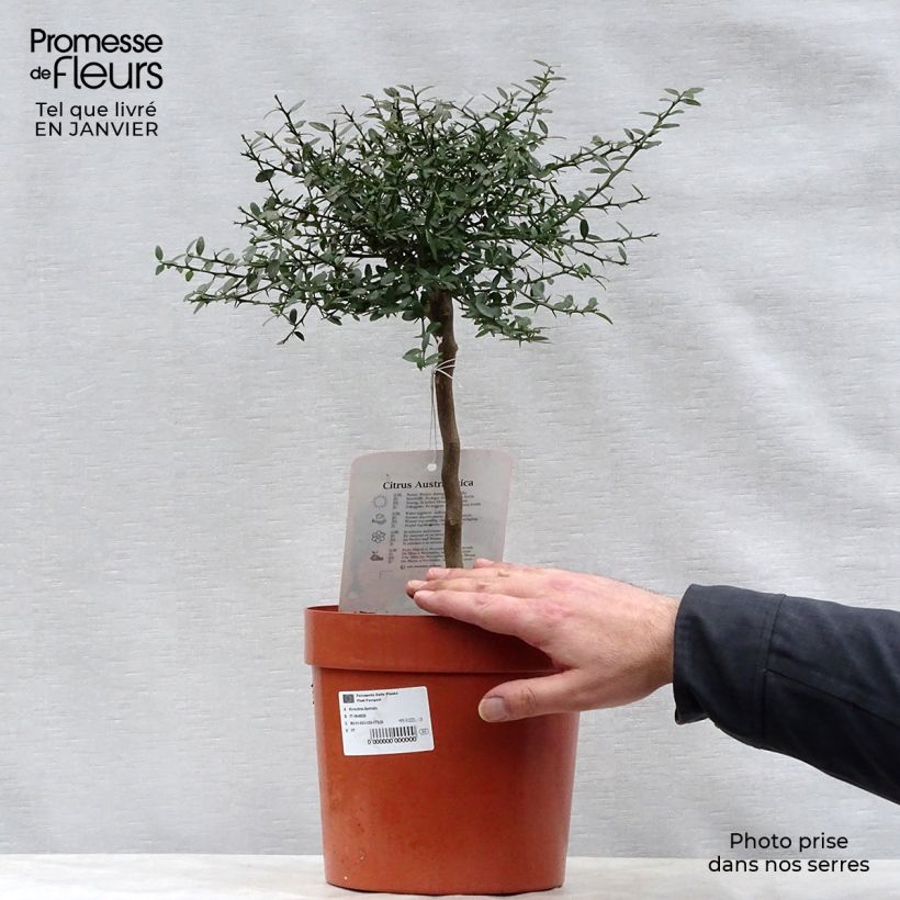 Amostra de Citron caviar - Microcitrus australasica Vaso de 4 L/5 L, 1/4 de haste tal como entregue no inverno