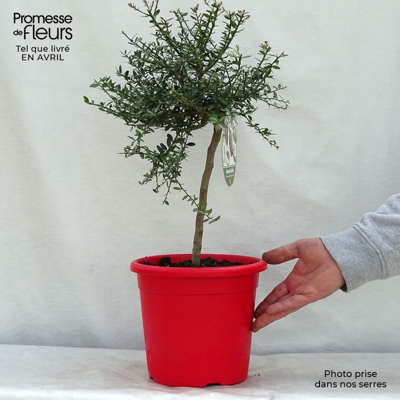 Amostra de Citron caviar grains rouges Red Crystal - Microcitrus australasica Pot de 2L/3L, Buisson tal como entregue na primavera