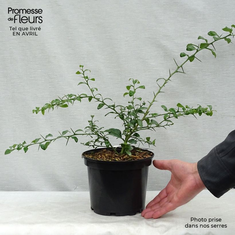 Amostra de Limão-caviar Grãos Verdes - Microcitrus australasica Vaso de 2 L/3 L, Arbusto tal como entregue na primavera