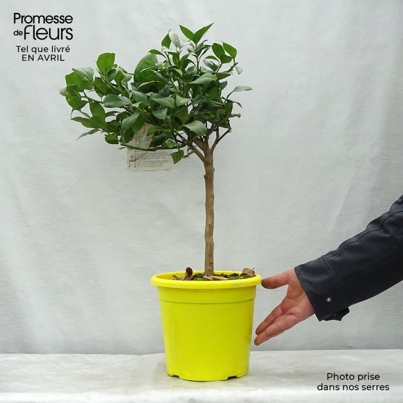 Amostra de Laranja amarga vermelha - Citrus x Volkameriana / Rangpur Vaso de 4 L/5 L, 1/4 de haste tal como entregue na primavera