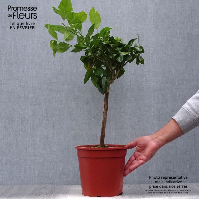 Amostra de Laranja amarga vermelha - Citrus x Volkameriana / Rangpur Vaso de 4 L/5 L, 1/4 de haste tal como entregue no outono