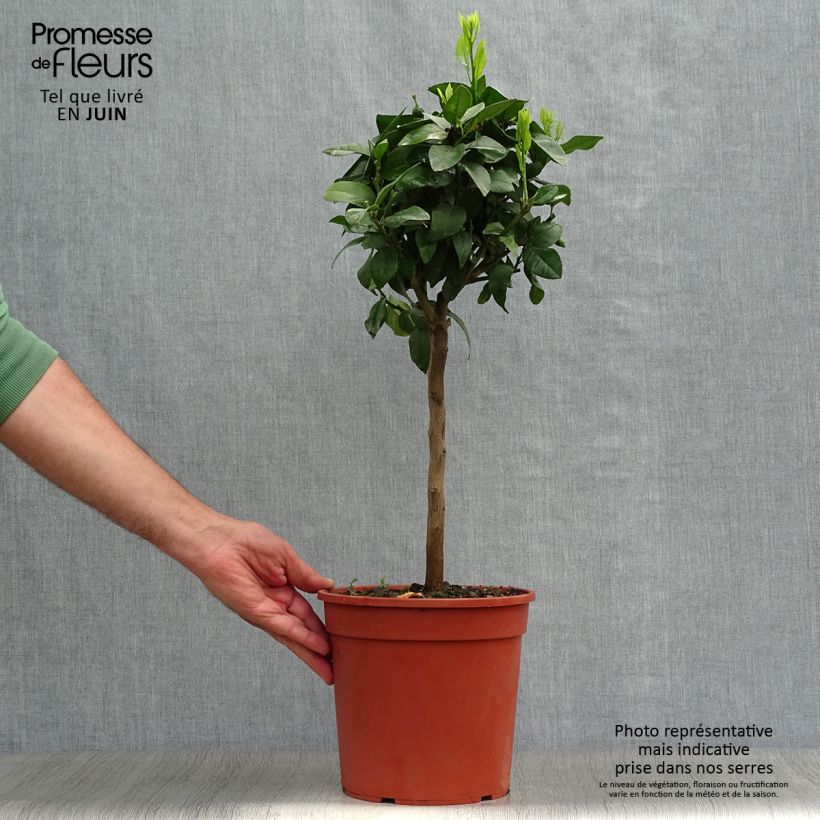 Amostra de Laranja amarga vermelha - Citrus x Volkameriana / Rangpur Vaso de 4 L/5 L, 1/4 de haste tal como entregue no verão