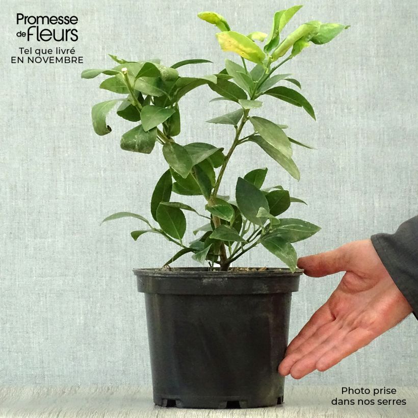 Amostra de Limão galego - Citrus aurantifolia Mexicana Vaso de 2 L/3 L tal como entregue no outono