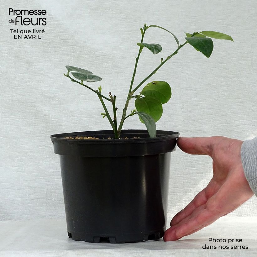 Amostra de Limão galego - Citrus aurantifolia Mexicana Vaso de 2 L/3 L tal como entregue na primavera