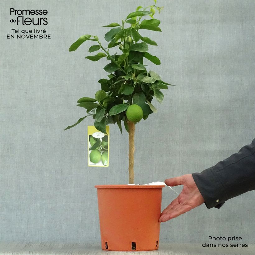 Amostra de Limão galego Lima Vermelha Vaso de 4 L/5 L, 1/4 de haste tal como entregue no outono