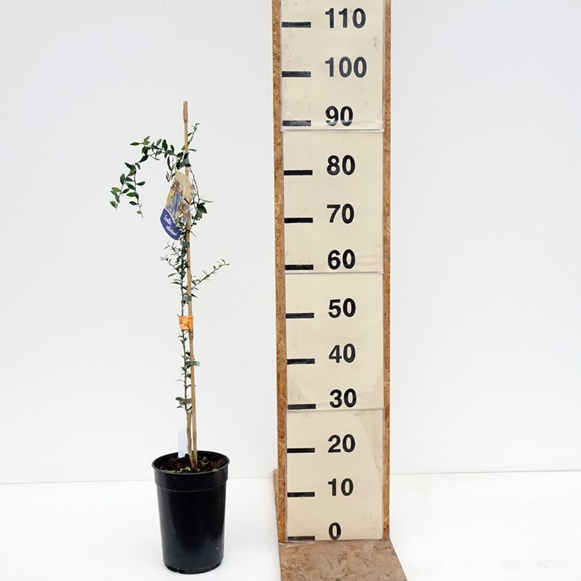 Amostra de Limão caviar - Microcitrus australasica Vaso de 2 L/3 L, Rebento tal como entregue no inverno