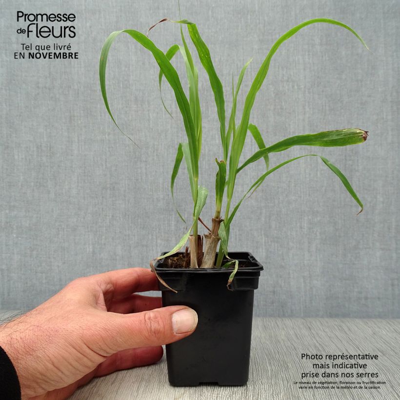Amostra de Erva-príncipe de Madagáscar plantas jovens Vaso de 7/8 cm tal como entregue no outono