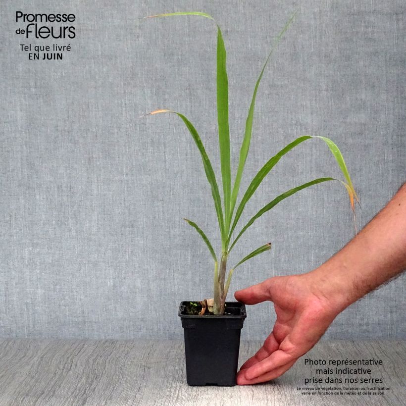 Amostra de Erva-príncipe de Madagáscar plantas jovens Vaso de 7/8 cm tal como entregue no verão