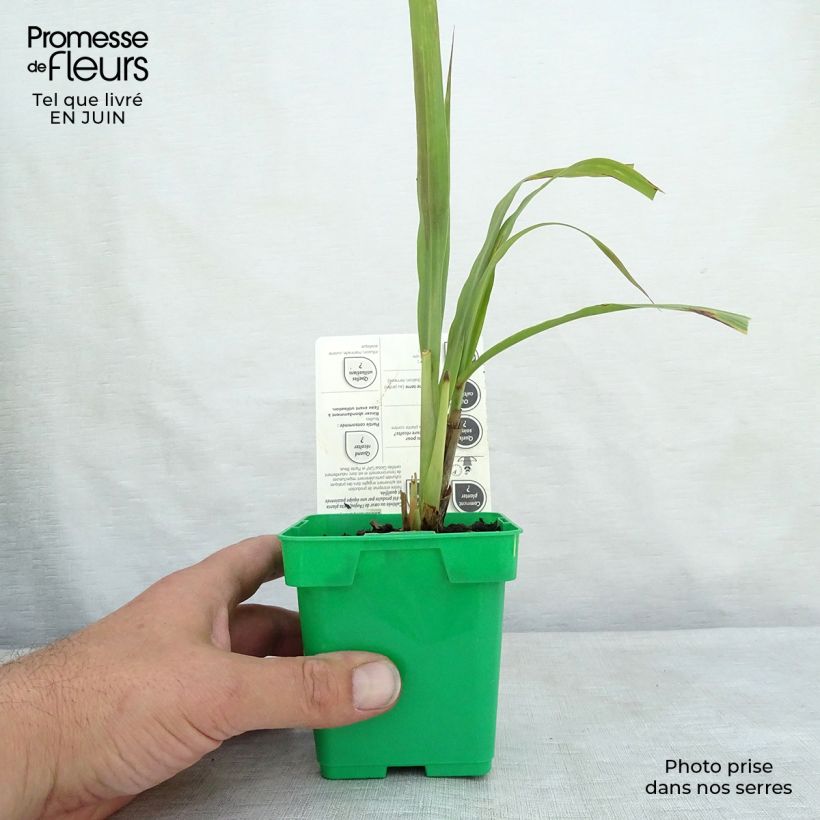 Amostra de Erva-príncipe de Madagáscar plantas jovens Vaso de 1 L/1,5 L tal como entregue no verão