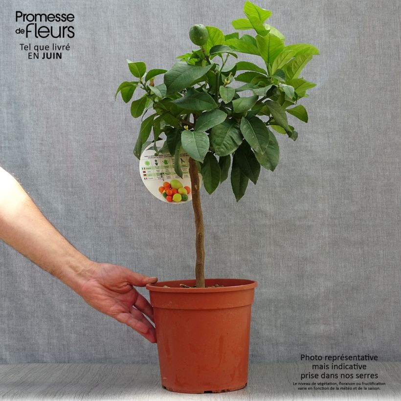 Amostra de Limoeiro Adamo - Citrus limon Vaso de 4 L/5 L, 1/4 de haste tal como entregue no verão