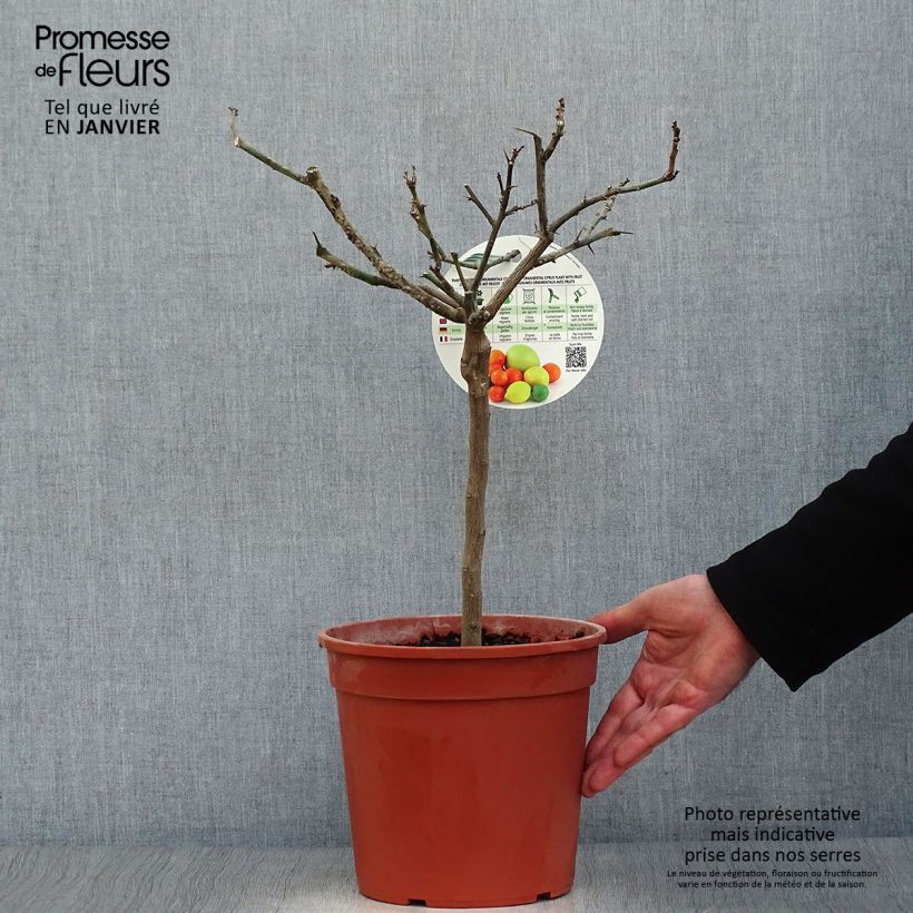 Amostra de Citronnier - Citrus limon Cerza Vaso de 4 L/5 L, 1/4 de haste tal como entregue no inverno