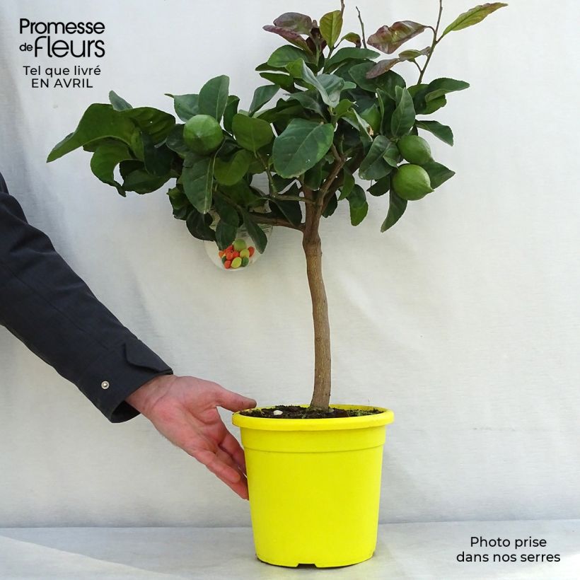 Amostra de Limoeiro Femminello Carrubaro - Citrus limon Vaso de 4 L/5 L, 1/4 de haste tal como entregue na primavera