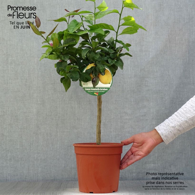 Amostra de Limoeiro Femminello Carrubaro - Citrus limon Vaso de 4 L/5 L, 1/4 de haste tal como entregue no verão