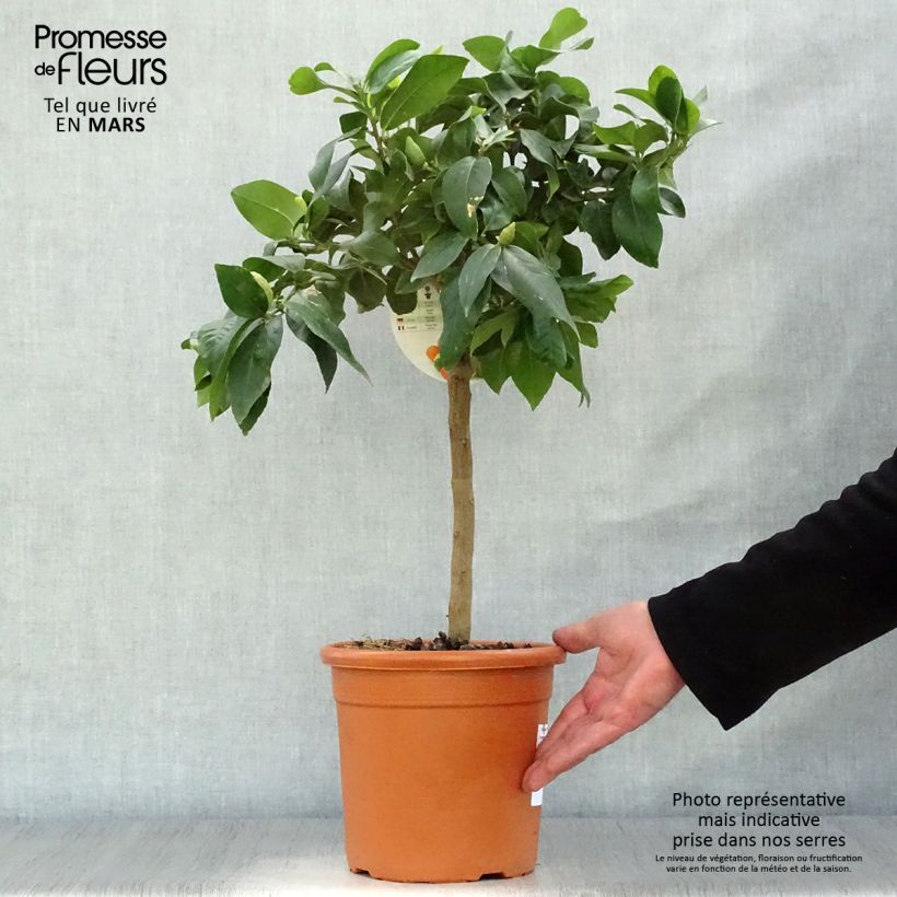 Amostra de Limoeiro - Citrus limon Femminello Incappucciato Vaso de 4 L/5 L, 1/4 de haste tal como entregue na primavera