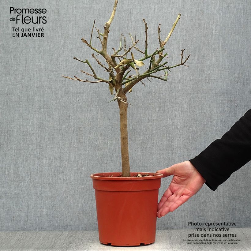 Amostra de Citronnier - Citrus limon Lemox Vaso de 4 L/5 L, 1/4 de haste tal como entregue no inverno