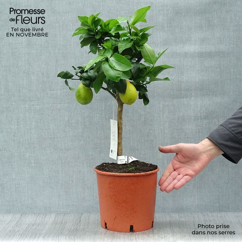 Amostra de Limoeiro-meyer Meyer - Citrus x limon meyer Vaso de 4 L/5 L, 1/4 de haste tal como entregue no outono