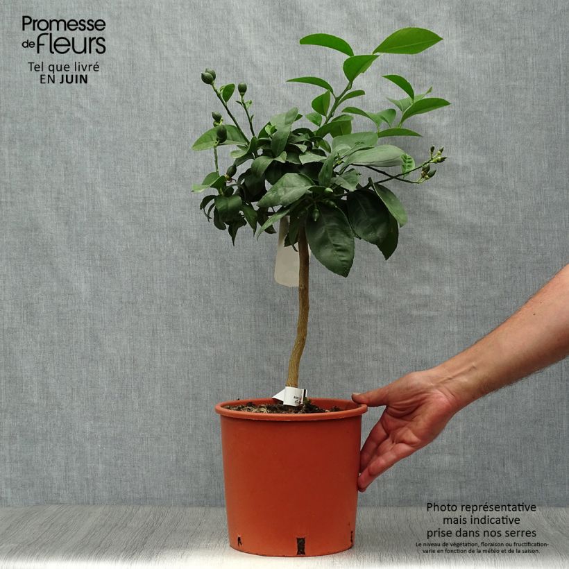 Amostra de Limoeiro-meyer Meyer - Citrus x limon meyer Vaso de 4 L/5 L, 1/4 de haste tal como entregue no verão