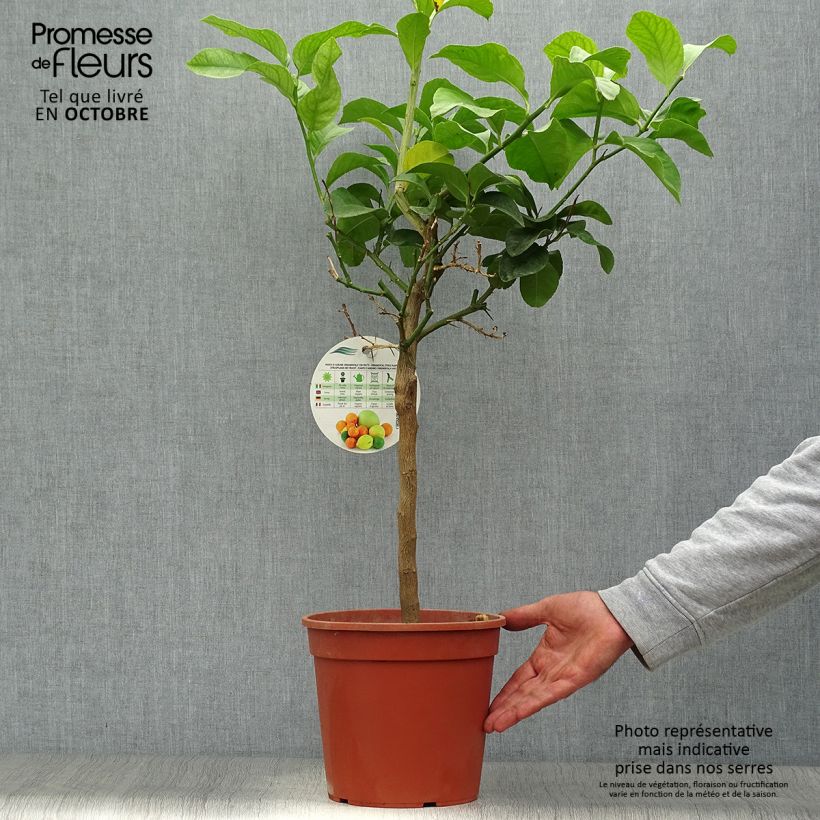Amostra de Limoeiro de Siracusa - Citrus limon Femminello Siracusano Vaso de 4 L/5 L, 1/4 de haste tal como entregue no outono