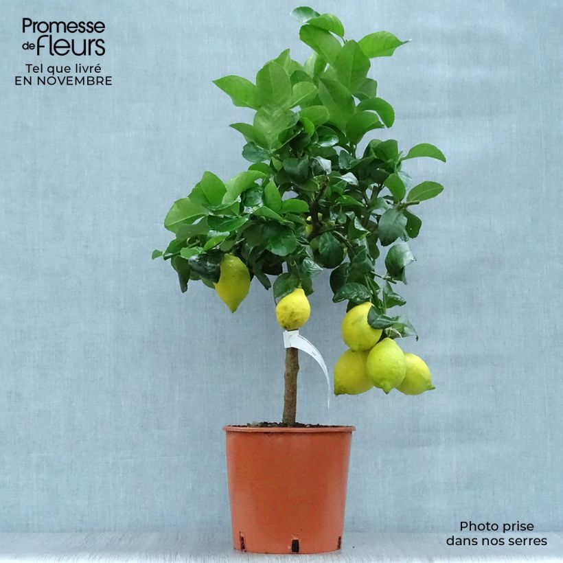 Amostra de Limoeiro Eureka 4 estações - Citrus x limon Vaso de 4 L/5 L, 1/4 de haste tal como entregue no outono