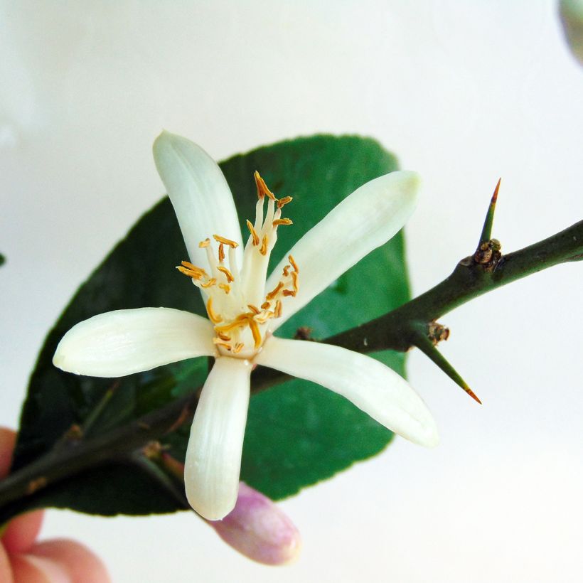 Limoeiro Eureka 4 estações - Citrus x limon (Floração)