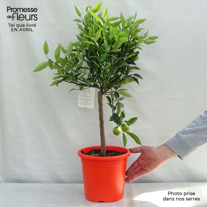 Amostra de Limequat - Kumquat Kucle Vaso de 4 L/5 L, 1/4 de haste tal como entregue na primavera