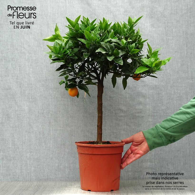 Amostra de Limequat - Kumquat Kucle Vaso de 4 L/5 L, 1/4 de haste tal como entregue no verão