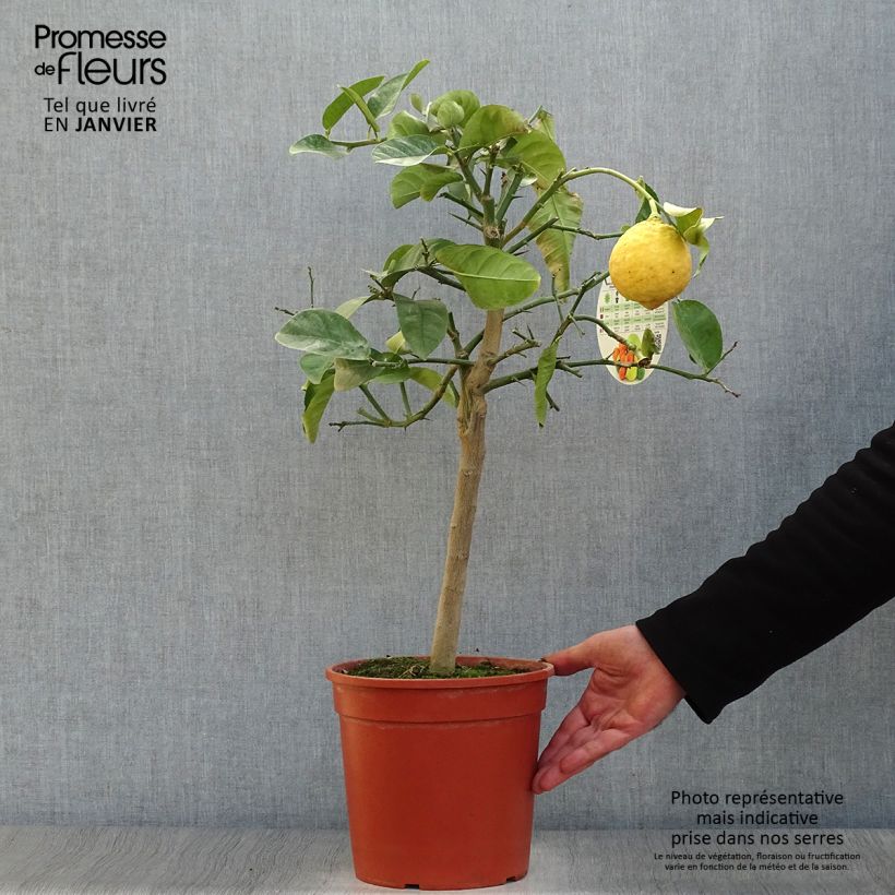 Amostra de Citrus Lipo - Citrus limon x Citrus paradisi Vaso de 4 L/5 L, 1/4 de haste tal como entregue no inverno