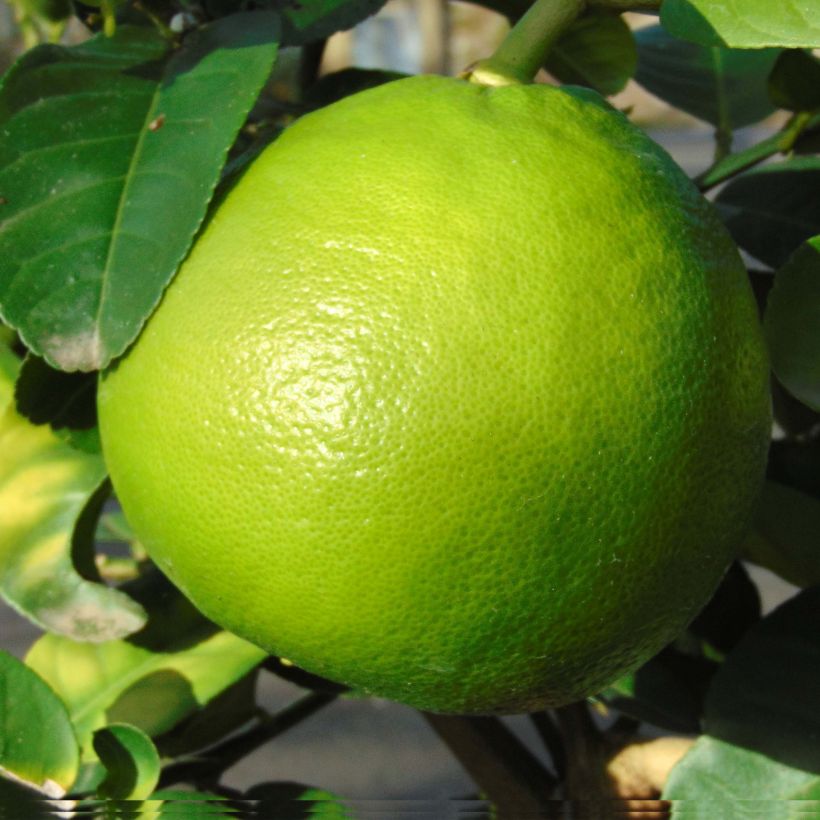 Toranja - Citrus (x) paradisi (Colheita)