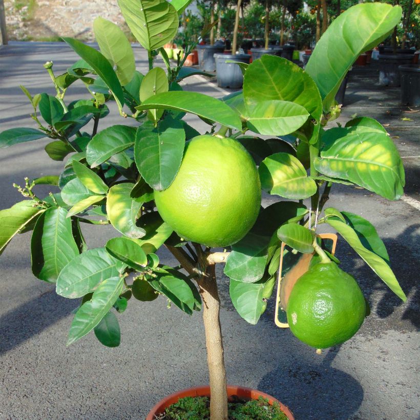 Toranja - Citrus (x) paradisi (Hábito)